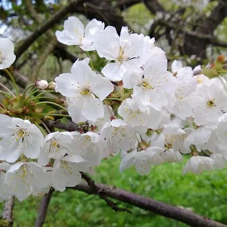 Goscinne Antek Ferienhaus Czarnow (Kamienna Gora)