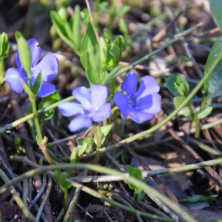 Goscinne Antek Czarnow (Kamienna Gora)