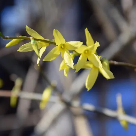 Goscinne Antek * Czarnow (Kamienna Gora)