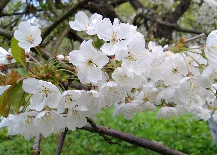 Goscinne Antek Holiday home Czarnow (Kamienna Gora)