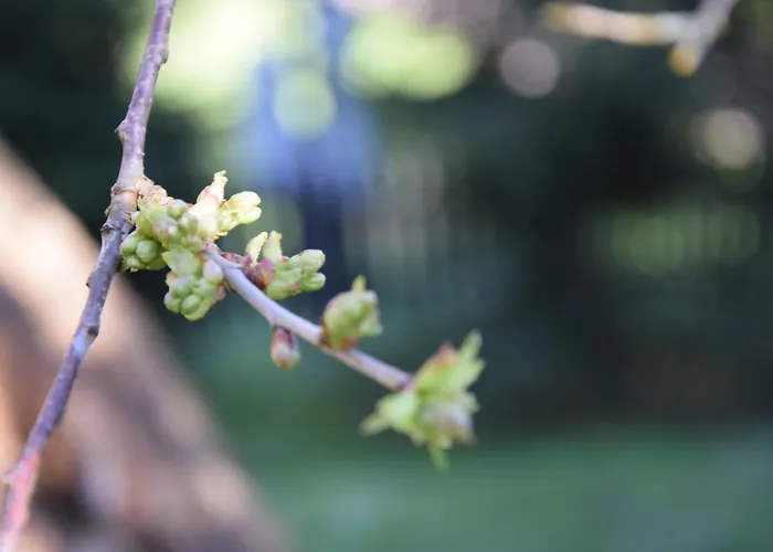 Holiday home Goscinne Antek Czarnow (Kamienna Gora)