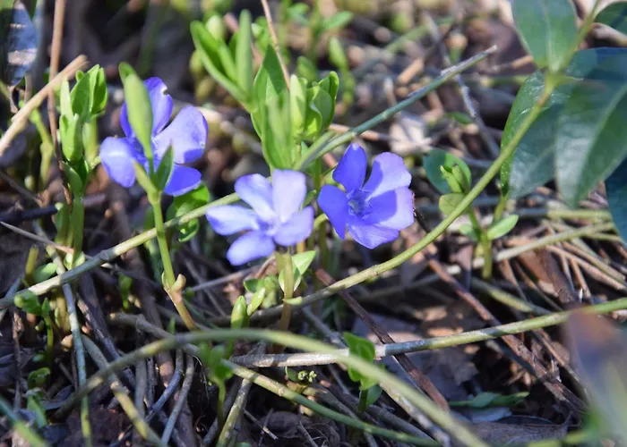 Goscinne Antek Czarnow (Kamienna Gora)