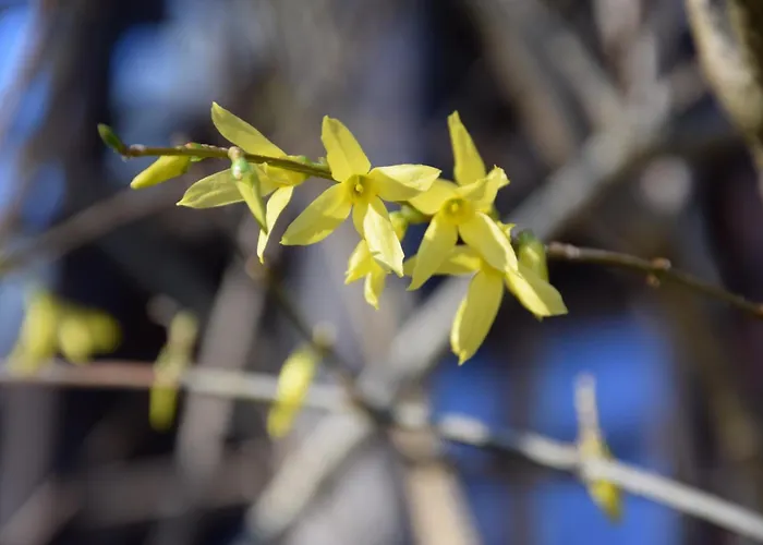 Goscinne Antek * Czarnow (Kamienna Gora)